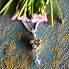 Forget-me-not Miscarriage Necklace - Baby Loss and Miscarriage Jewelry